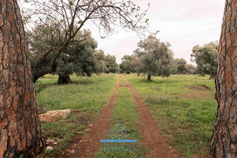 Villa i Ostuni, Brindisi, Ostuni - € 1.200.000 | Ref: 738 - foto 12