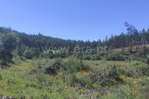Helårsgrund i Castelo Branco, Castelo Branco, Castelo Branco - € 90.000 | Ref: 255240107 - foto 8