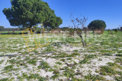 Landejendom i Torrao, Setubal, Torrao - € 1.490.000 | Ref: 5007WT - foto 14