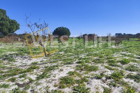 Landejendom i Torrao, Setubal, Torrao - € 1.490.000 | Ref: 5007WT - foto 15