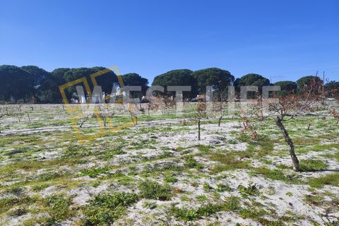 Landejendom i Torrao, Setubal, Torrao - € 1.490.000 | Ref: 5007WT - foto 19