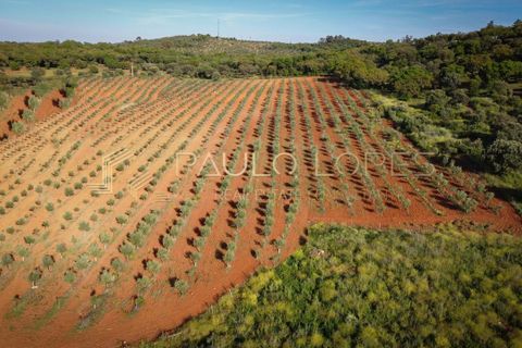 Farm hus i Estremoz, Evora, Estremoz - € 4.500.000 | Ref: PL1031 - foto 5