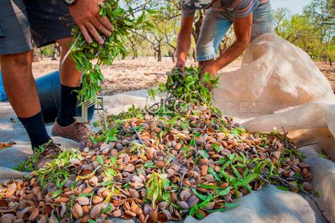 Farm hus i Estremoz, Evora, Estremoz - € 4.500.000 | Ref: PL1031 - foto 10