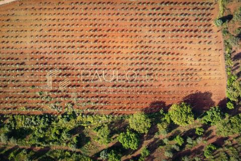 Farm hus i Estremoz, Evora, Estremoz - € 4.500.000 | Ref: PL1031 - foto 13