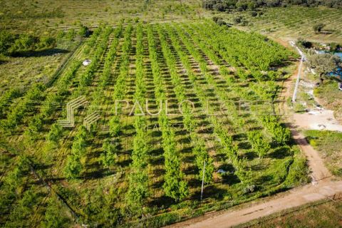 Farm hus i Estremoz, Evora, Estremoz - € 4.500.000 | Ref: PL1031 - foto 14