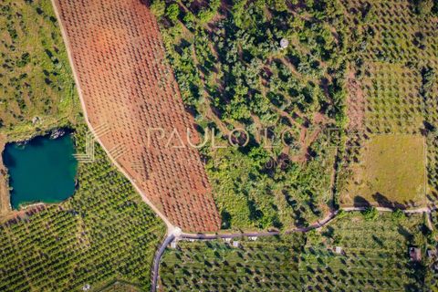 Farm hus i Estremoz, Evora, Estremoz - € 4.500.000 | Ref: PL1031 - foto 15
