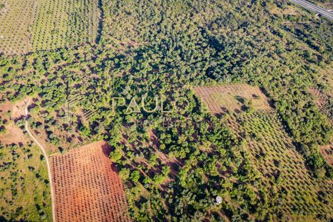 Farm hus i Estremoz, Evora, Estremoz - € 4.500.000 | Ref: PL1031 - foto 16
