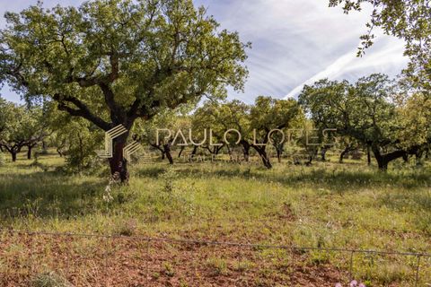Farm hus i Estremoz, Evora, Estremoz - € 4.500.000 | Ref: PL1031 - foto 20