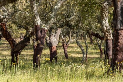 Farm hus i Estremoz, Evora, Estremoz - € 4.500.000 | Ref: PL1031 - foto 22
