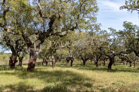 Farm hus i Estremoz, Evora, Estremoz - € 4.500.000 | Ref: PL1031 - foto 23