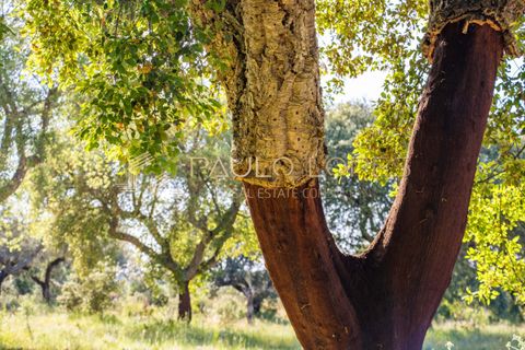 Farm hus i Estremoz, Evora, Estremoz - € 4.500.000 | Ref: PL1031 - foto 24
