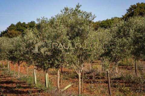 Farm hus i Estremoz, Evora, Estremoz - € 4.500.000 | Ref: PL1031 - foto 25