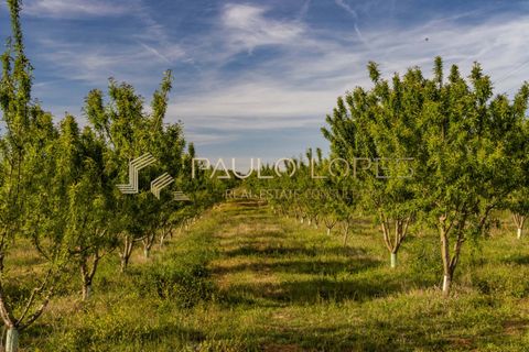 Farm hus i Estremoz, Evora, Estremoz - € 4.500.000 | Ref: PL1031 - foto 26