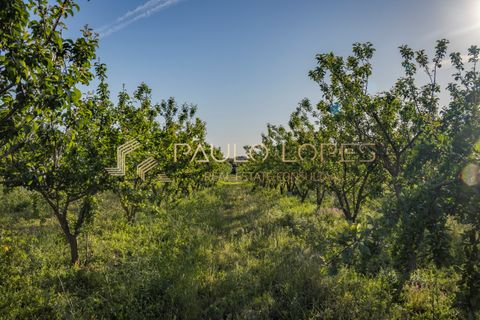 Farm hus i Estremoz, Evora, Estremoz - € 4.500.000 | Ref: PL1031 - foto 27