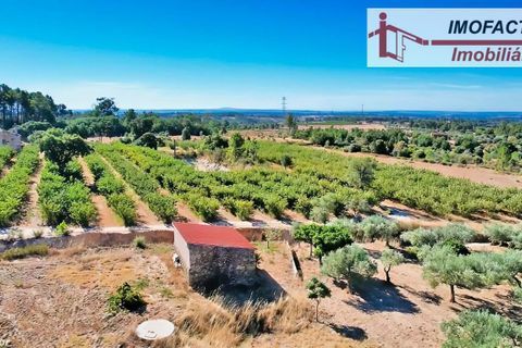Farm hus i Vale de Prazeres e Mata da Rainha, Castelo Branco, Vale de Prazeres e Mata da Rainha - € 39.500 | Ref: 21-11798 - foto 12
