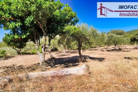 Farm hus i Vale de Prazeres e Mata da Rainha, Castelo Branco, Vale de Prazeres e Mata da Rainha - € 39.500 | Ref: 21-11798 - foto 21
