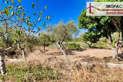 Farm hus i Vale de Prazeres e Mata da Rainha, Castelo Branco, Vale de Prazeres e Mata da Rainha - € 39.500 | Ref: 21-11798 - foto 22