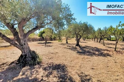 Farm hus i Vale de Prazeres e Mata da Rainha, Castelo Branco, Vale de Prazeres e Mata da Rainha - € 39.500 | Ref: 21-11798 - foto 25