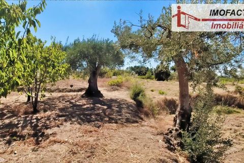 Farm hus i Vale de Prazeres e Mata da Rainha, Castelo Branco, Vale de Prazeres e Mata da Rainha - € 39.500 | Ref: 21-11798 - foto 28