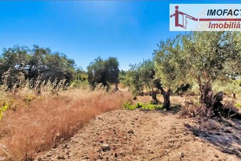 Farm hus i Vale de Prazeres e Mata da Rainha, Castelo Branco, Vale de Prazeres e Mata da Rainha - € 39.500 | Ref: 21-11798 - foto 33