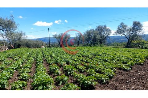 Helårsgrund i Chaves, Vila Real, Chaves - € 37.500 | Ref: CM01-0142 - foto 12