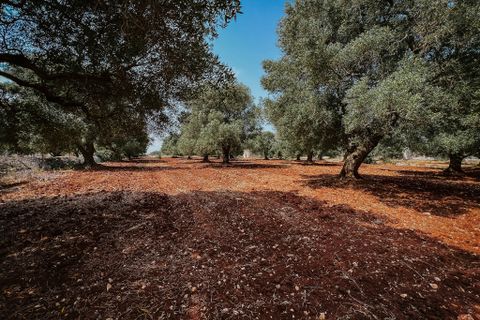 Villa i Carovigno, Brindisi, Carovigno - € 75.000 | Ref: 642 - foto 2