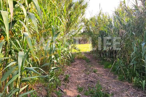 Helårsgrund i Torres Vedras, Lisbon, Torres Vedras - € 40.000 | Ref: 5146WT - foto 2