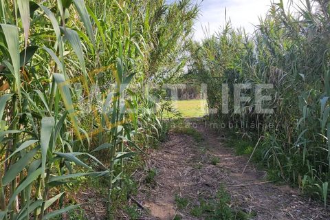Helårsgrund i Torres Vedras, Lisbon, Torres Vedras - € 40.000 | Ref: 5146WT - foto 8