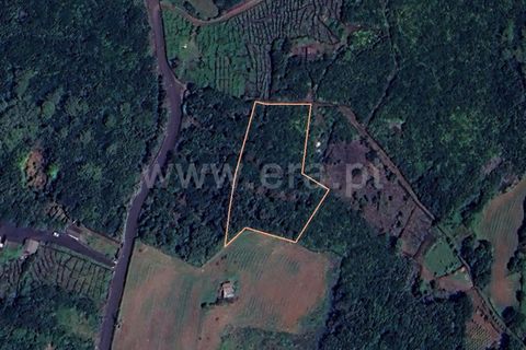 Helårsgrund i Sao Roque do Pico, Pico, Sao Roque do Pico - € 120.000 | Ref: 374240083 - foto 15