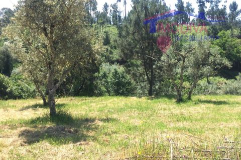 Helårsgrund i Carvalhal, Castelo Branco, Carvalhal - € 47.000 | Ref: HV321/0524 - foto 6