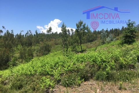 Helårsgrund i Carvalhal, Castelo Branco, Carvalhal - € 47.000 | Ref: HV321/0524 - foto 7