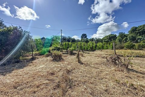 Erhvervsejendom i Monchique, Faro, Monchique - € 450.000 | Ref: QTA-6521 - foto 12