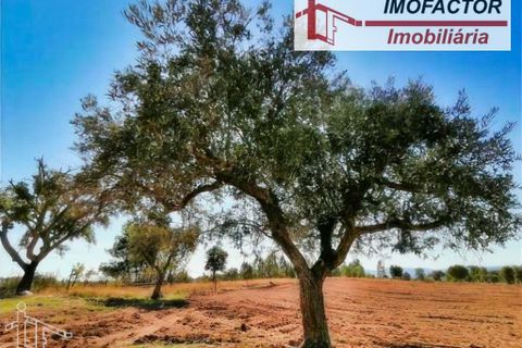 Helårsgrund i Perais, Castelo Branco, Perais - € 37.000 | Ref: 21-11755 - foto 5