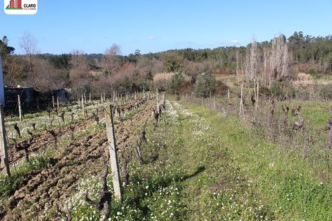 Helårsgrund i Soure, Coimbra, Soure - € 25.000 | Ref: DB3166 - foto 4