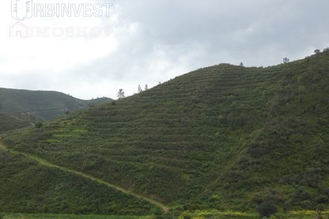 Farm i Monchique, Faro, Monchique - € 930.000 | Ref: AR00436 - PT - foto 20