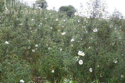 Farm i Monchique, Faro, Monchique - € 930.000 | Ref: AR00436 - PT - foto 40