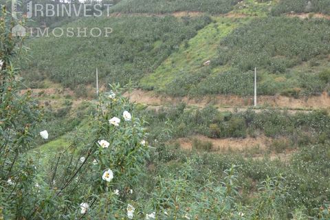 Farm i Monchique, Faro, Monchique - € 930.000 | Ref: AR00436 - PT - foto 41