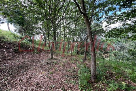 Helårsgrund i Agueda, Aveiro, Agueda - € 39.000 | Ref: AG 4151 - foto 3