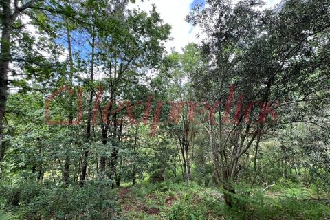 Helårsgrund i Agueda, Aveiro, Agueda - € 39.000 | Ref: AG 4151 - foto 4