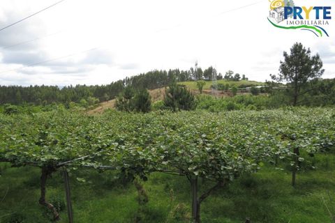 Farm i Serta, Castelo Branco, Serta - € 219.000 | Ref: VF295 - foto 6
