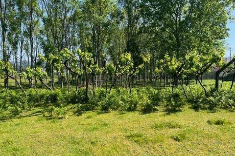Helårsgrund i Penafiel, Porto, Penafiel - € 199.000 | Ref: C0393-01058 - foto 36