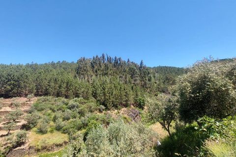 Terra a Fundao, Castelo Branco, Fundao - € 19.000 | Ref: 255240116 - foto 11