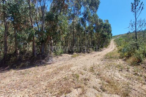 Terra a Fundao, Castelo Branco, Fundao - € 19.000 | Ref: 255240116 - foto 14