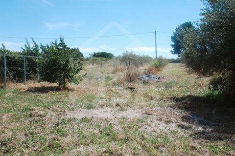 Villa a Coruche, Santarem, Coruche - € 365.000 | Ref: 542.009 - foto 39