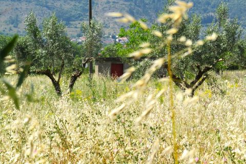 Helårsgrund i Penela, Coimbra, Penela - € 55.000 | Ref: ko2559 - foto 15