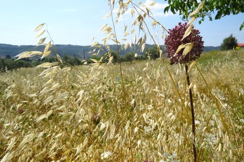 Helårsgrund i Penela, Coimbra, Penela - € 55.000 | Ref: ko2559 - foto 17