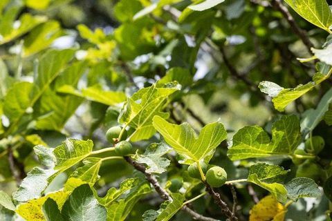 Finca i Tarifa, Cadiz, Tarifa - € 4.550.000 | Ref: STRAND6542 - foto 12