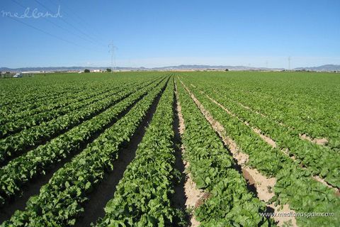 Villa i Murcia, Murcia, Murcia - € 345.000 | Ref: N-5939046 - foto 8