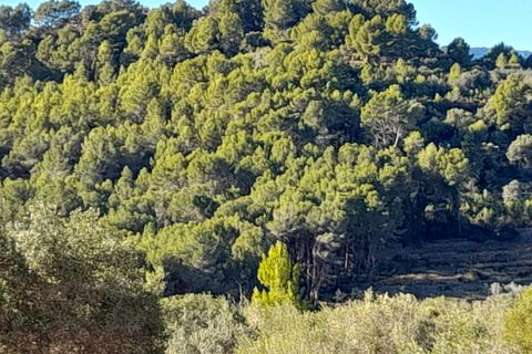 Helårsgrund i Benidoleig, Alicante, Benidoleig - € 30.000 | Ref: RS 6945 - foto 8
