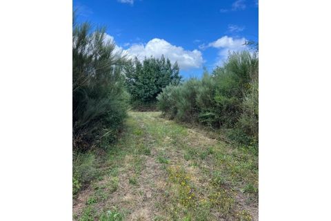Farm i Arganil, Coimbra, Arganil - € 240.000 | Ref: 2411 QUI - foto 31